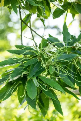 Castanea sativa (Tamme kastanje) - afbeelding 17
