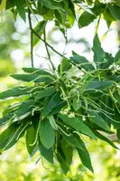 Castanea sativa (Tamme kastanje) - afbeelding 17