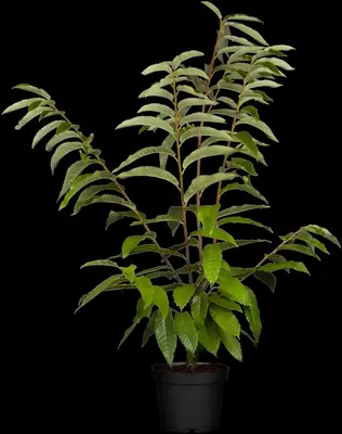 Castanea sativa (Tamme kastanje) - afbeelding 9