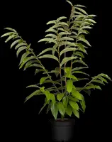 Castanea sativa (Tamme kastanje) - afbeelding 9