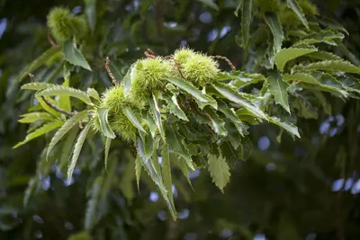 Castanea sativa (Tamme kastanje) - afbeelding 1