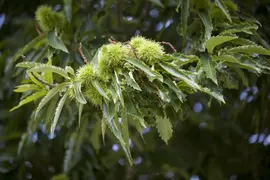 Castanea sativa (Tamme kastanje) - afbeelding 1