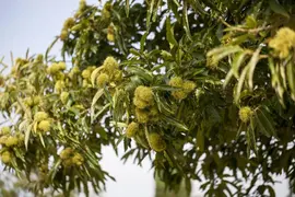 Castanea sativa (Tamme kastanje) - afbeelding 3