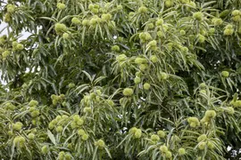 Castanea sativa (Tamme kastanje) - afbeelding 4