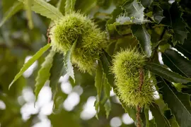 Castanea sativa (Tamme kastanje) - afbeelding 5