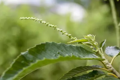 Castanea sativa (Tamme kastanje) - afbeelding 8