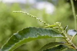 Castanea sativa (Tamme kastanje) - afbeelding 8