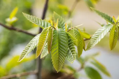 Castanea sativa (Tamme kastanje) - afbeelding 11