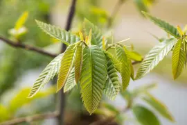 Castanea sativa (Tamme kastanje) - afbeelding 11