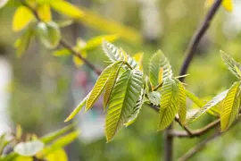 Castanea sativa (Tamme kastanje) - afbeelding 12