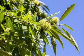 Castanea sativa (Tamme kastanje) - afbeelding 13