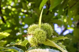 Castanea sativa (Tamme kastanje) - afbeelding 14