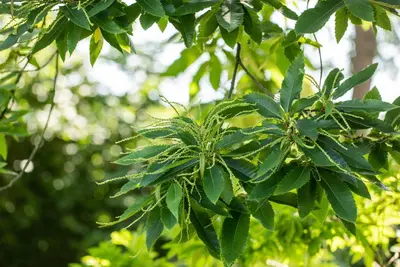 Castanea sativa (Tamme kastanje) - afbeelding 15