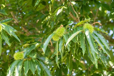 Castanea sativa (Tamme kastanje) - afbeelding 18