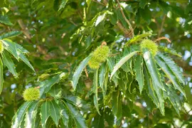 Castanea sativa (Tamme kastanje) - afbeelding 18