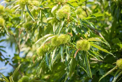 Castanea sativa (Tamme kastanje) - afbeelding 19