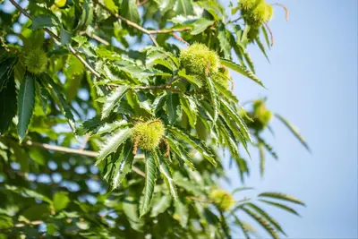 Castanea sativa (Tamme kastanje) - afbeelding 20