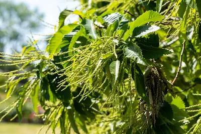 Castanea sativa (Tamme kastanje) - afbeelding 21