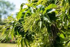 Castanea sativa (Tamme kastanje) - afbeelding 21