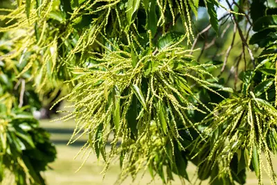 Castanea sativa (Tamme kastanje) - afbeelding 22