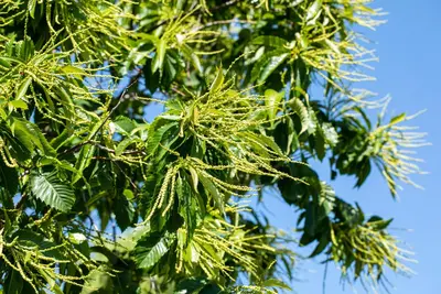 Castanea sativa (Tamme kastanje) - afbeelding 23