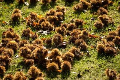Castanea sativa (Tamme kastanje) - afbeelding 24