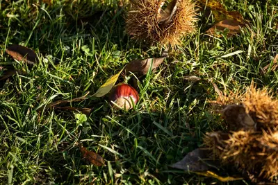 Castanea sativa (Tamme kastanje) - afbeelding 25