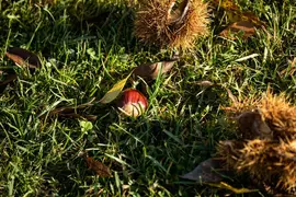 Castanea sativa (Tamme kastanje) - afbeelding 25