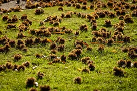 Castanea sativa (Tamme kastanje) - afbeelding 26
