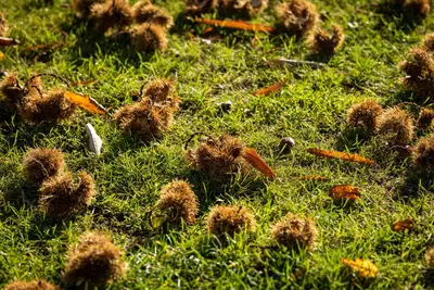 Castanea sativa (Tamme kastanje) - afbeelding 27