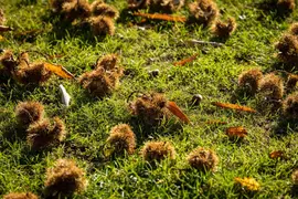 Castanea sativa (Tamme kastanje) - afbeelding 27