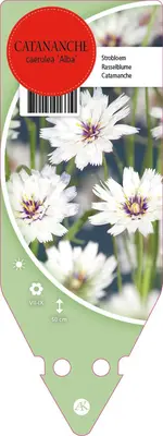 Catananche Caerulea Alba (Strobloem) - afbeelding 1