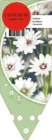Catananche Caerulea Alba (Strobloem) - afbeelding 1
