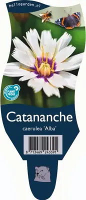 Catananche caerulea 'Alba' (Witte strobloem) - afbeelding 1