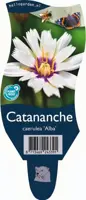 Catananche caerulea 'Alba' (Witte strobloem) - afbeelding 1