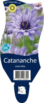Catananche caerulea (Blauwe strobloem) - afbeelding 1