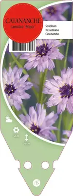 Catananche Caerulea Major (Strobloem) - afbeelding 1