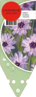 Catananche Caerulea Major (Strobloem) - afbeelding 1
