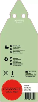 Catananche Caerulea Major (Strobloem) - afbeelding 2