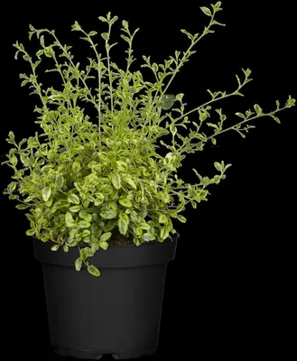 Ceanothus thyrsiflorus (Amerikaanse sering) - afbeelding 1