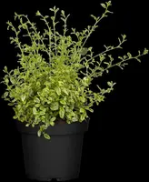 Ceanothus thyrsiflorus (Amerikaanse sering) - afbeelding 1