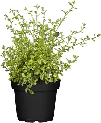 Ceanothus thyrsiflorus (Amerikaanse sering) - afbeelding 1
