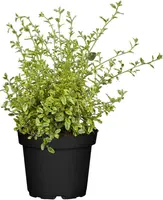 Ceanothus thyrsiflorus (Amerikaanse sering) kopen?