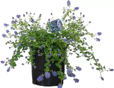 Ceanothus thyrsiflorus 'Repens' (Amerikaanse Sering) 35cm - afbeelding 1