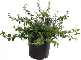 Ceanothus thyrsiflorus var. repens  (Amerikaanse kruipsering) 40-45 cm - afbeelding 1