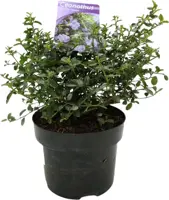 Ceanothus thyrsiflorus var. repens (Amerikaanse sering) 20cm - afbeelding 1