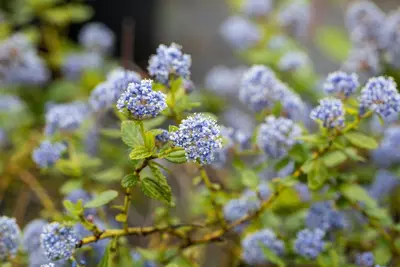 Ceanothus thyrsiflorus var. repens (Amerikaanse sering) - afbeelding 2