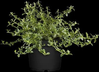 Ceanothus thyrsiflorus var. repens (Amerikaanse sering) - afbeelding 1