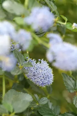Ceanothus thyrsiflorus var. repens (Amerikaanse sering) klimplant 75cm - afbeelding 3