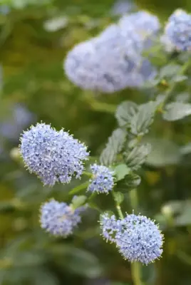 Ceanothus thyrsiflorus var. repens (Amerikaanse sering) klimplant 75cm - afbeelding 4